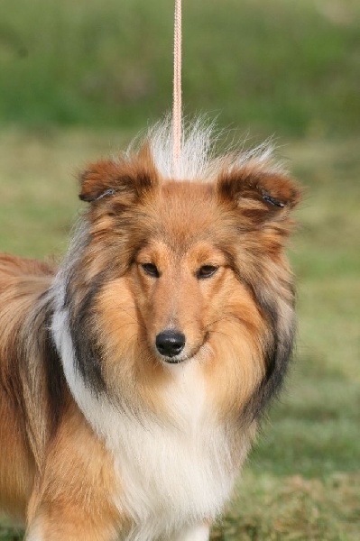 Publication : du Royaume d'Angélique