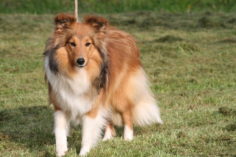 Publication : du Royaume d'Angélique