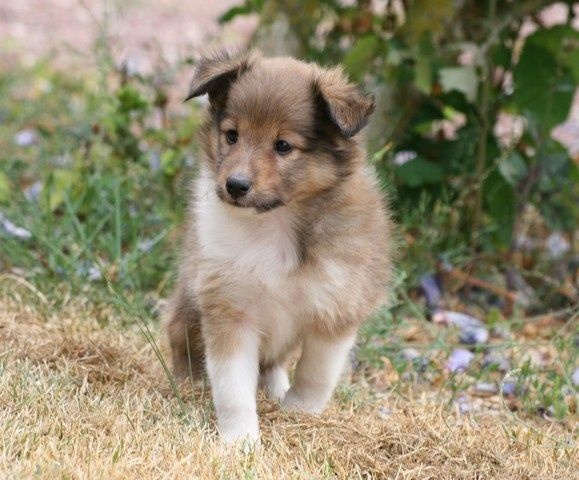 Publication : du Royaume d'Angélique