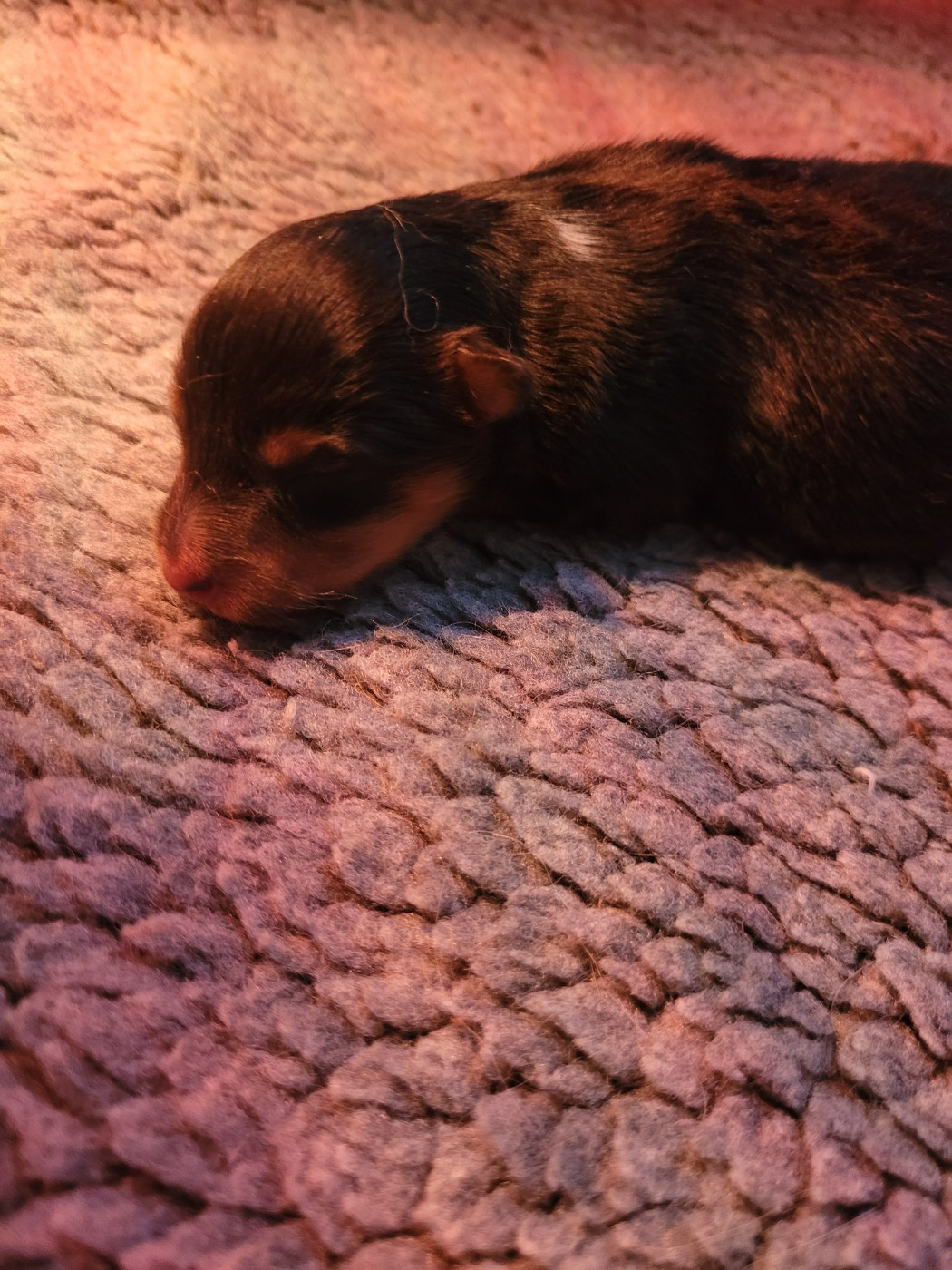 Chiot N°2