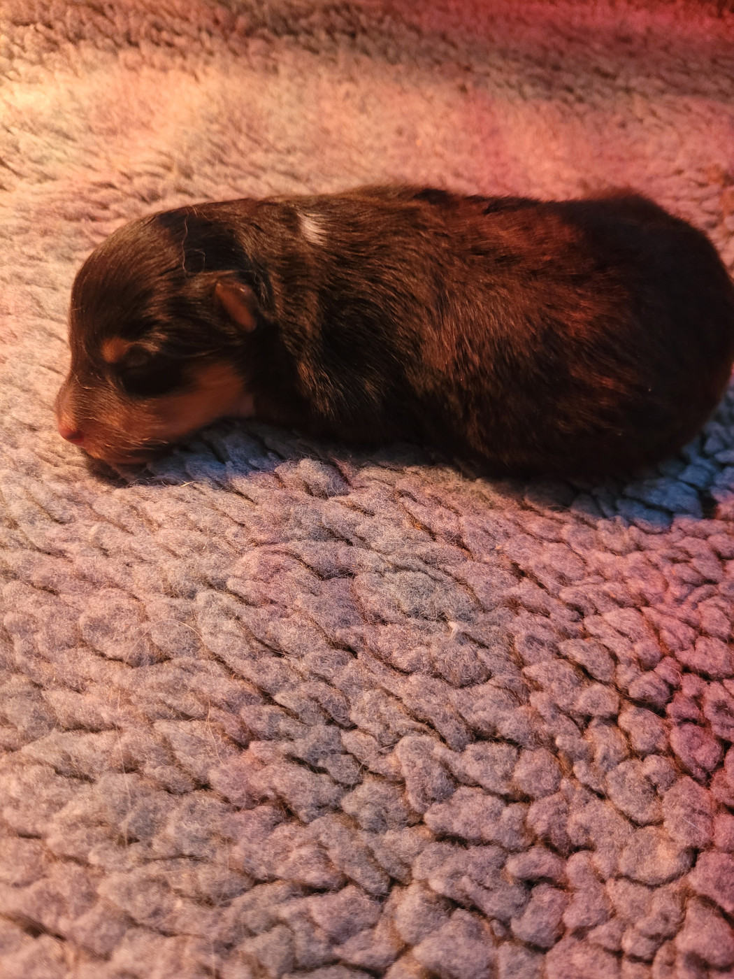 Chiot N°2