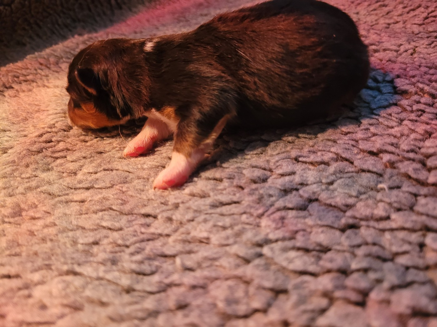 Chiot N°2