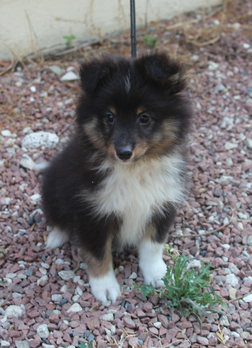 Shetland Sheepdog - du Royaume d'Angélique