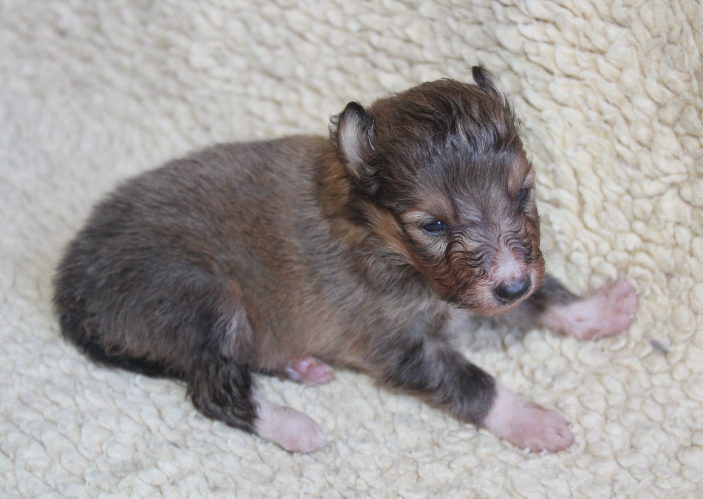 Chiot N°1