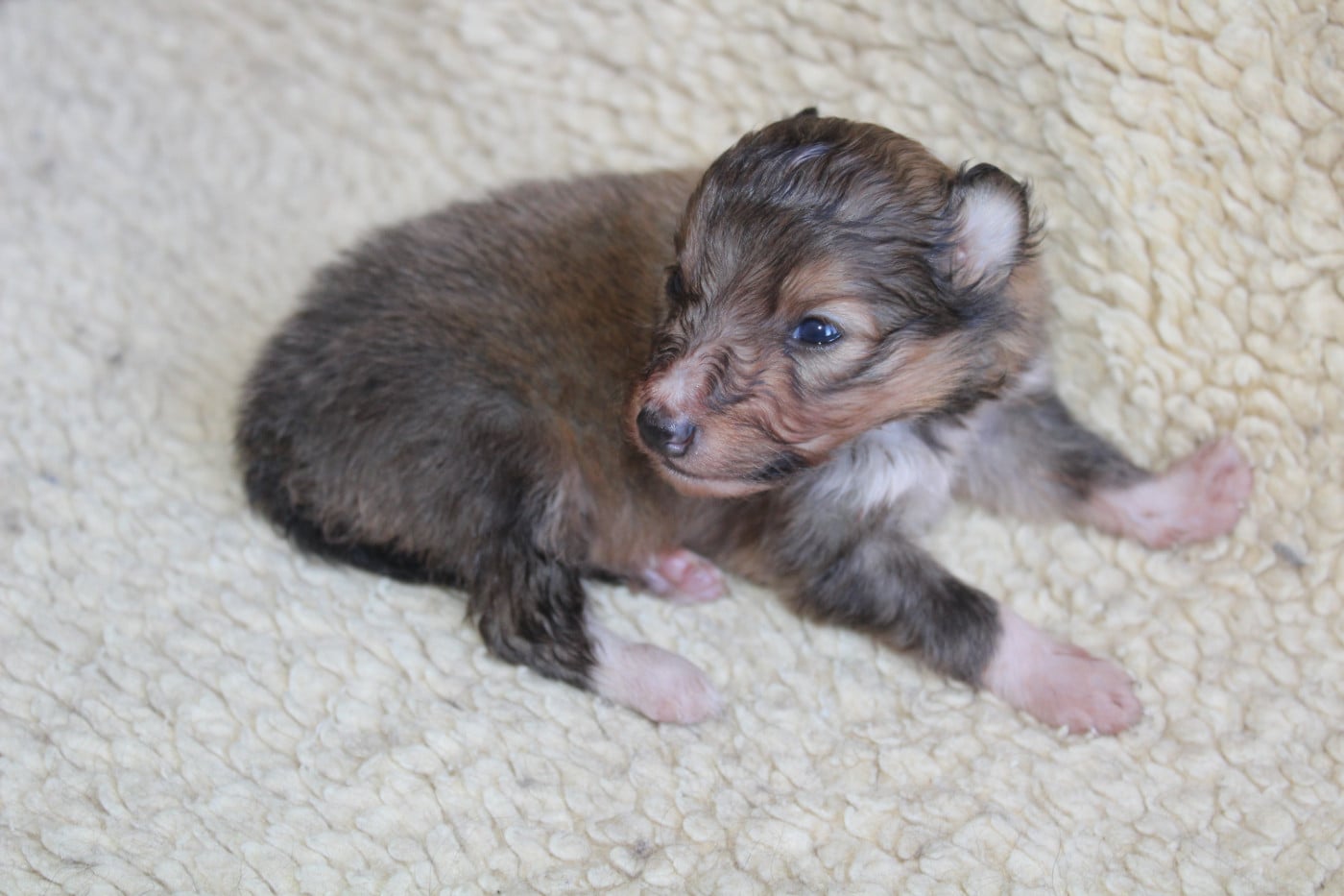 Chiot N°1