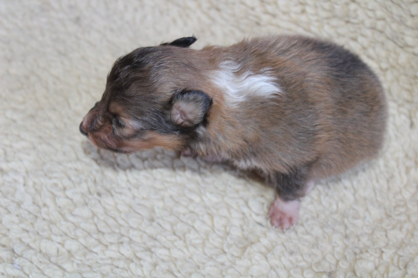 Chiot N°1