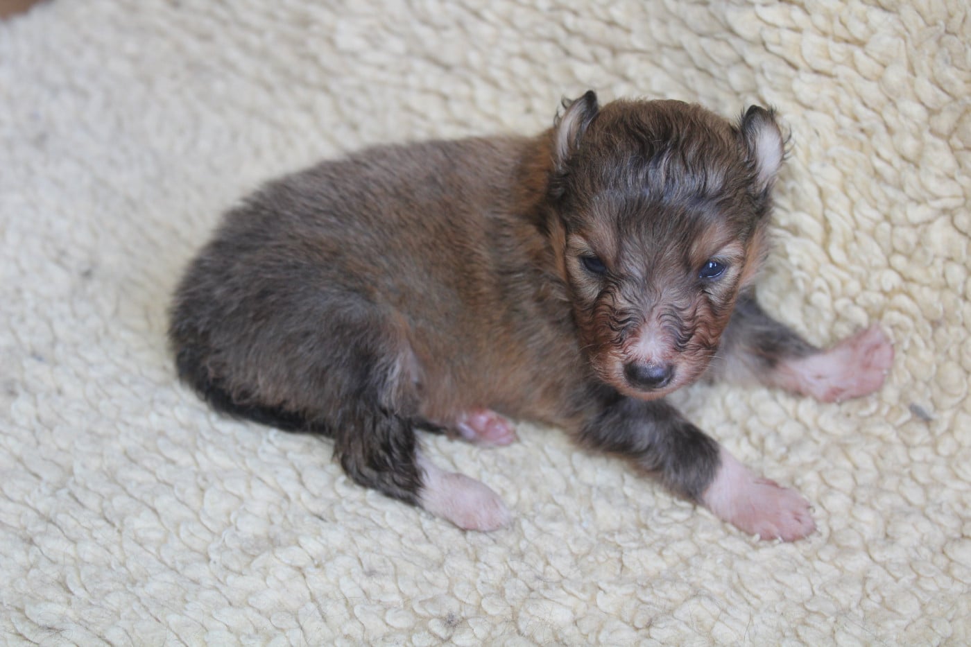 Chiot N°1
