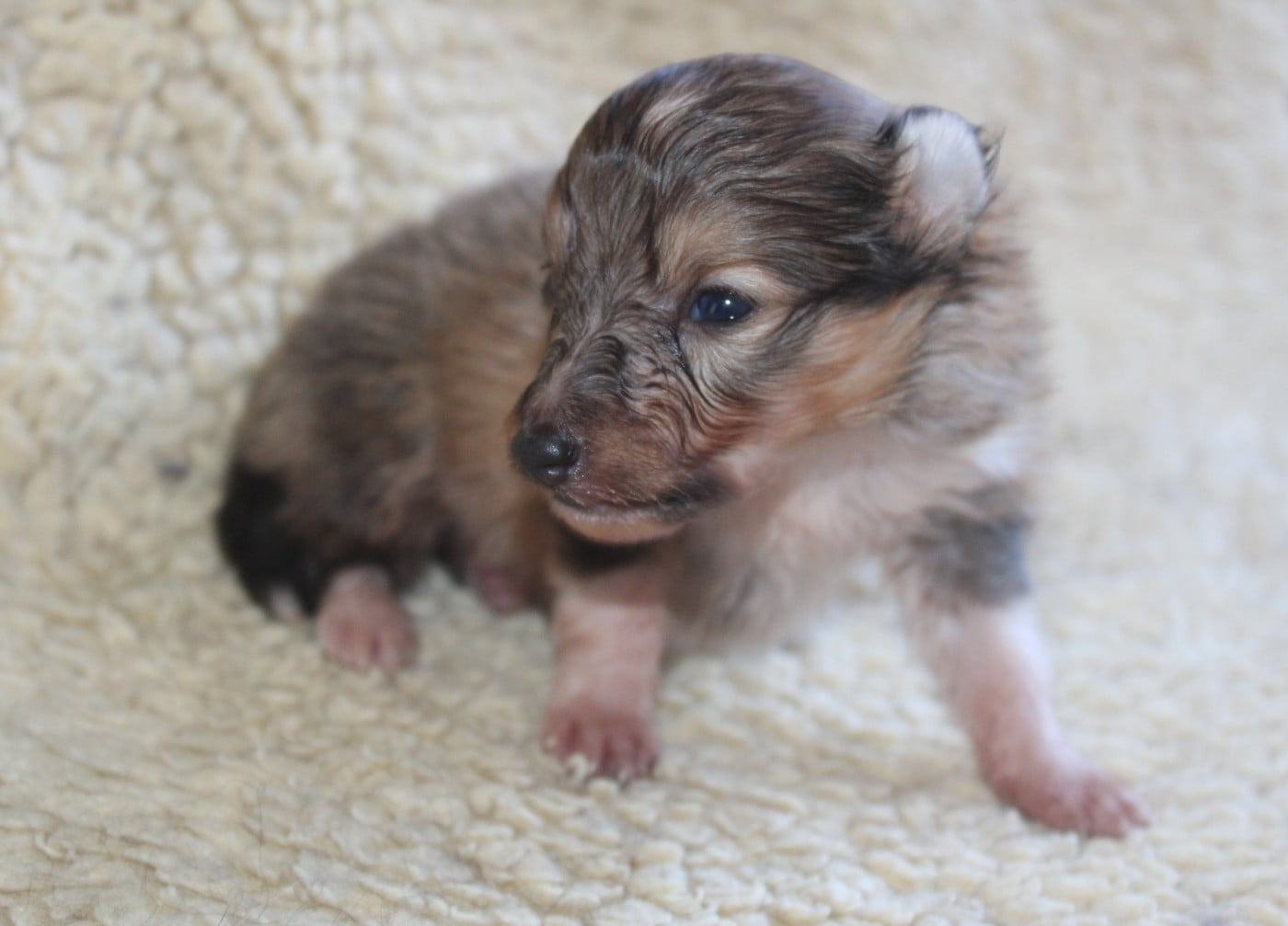 Chiot N°2