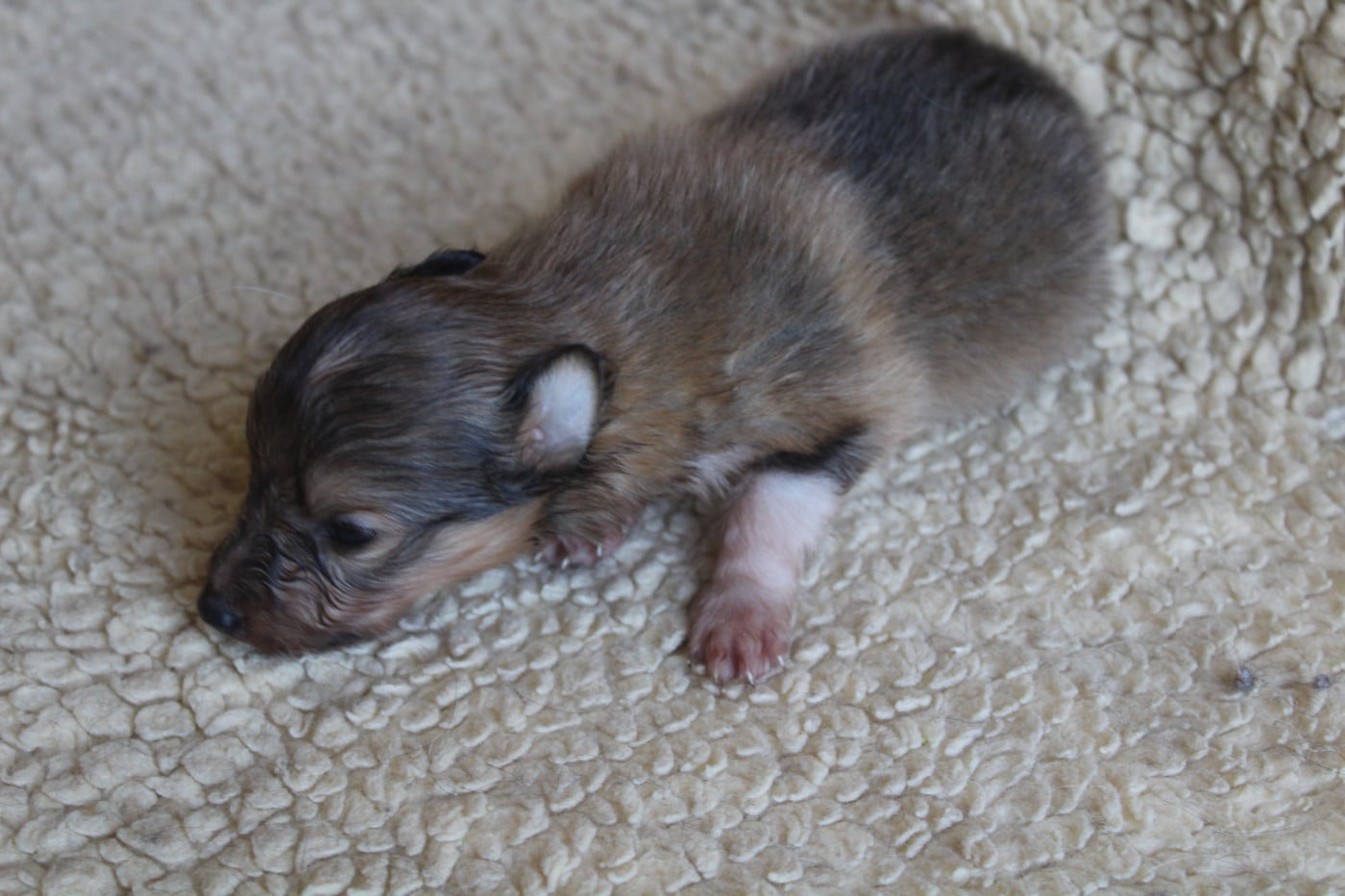 Chiot N°2