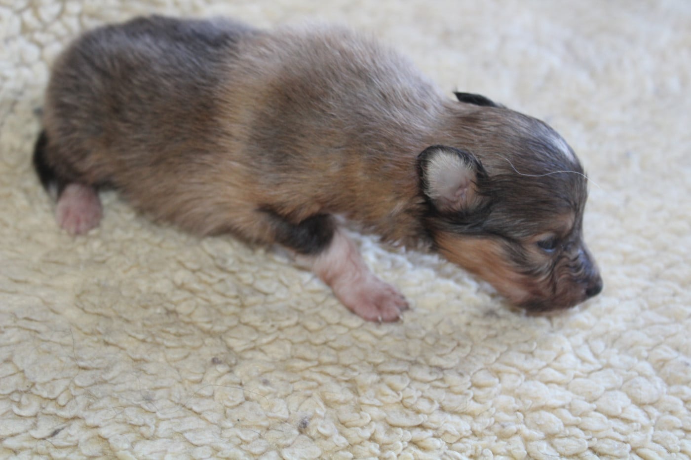 Chiot N°2