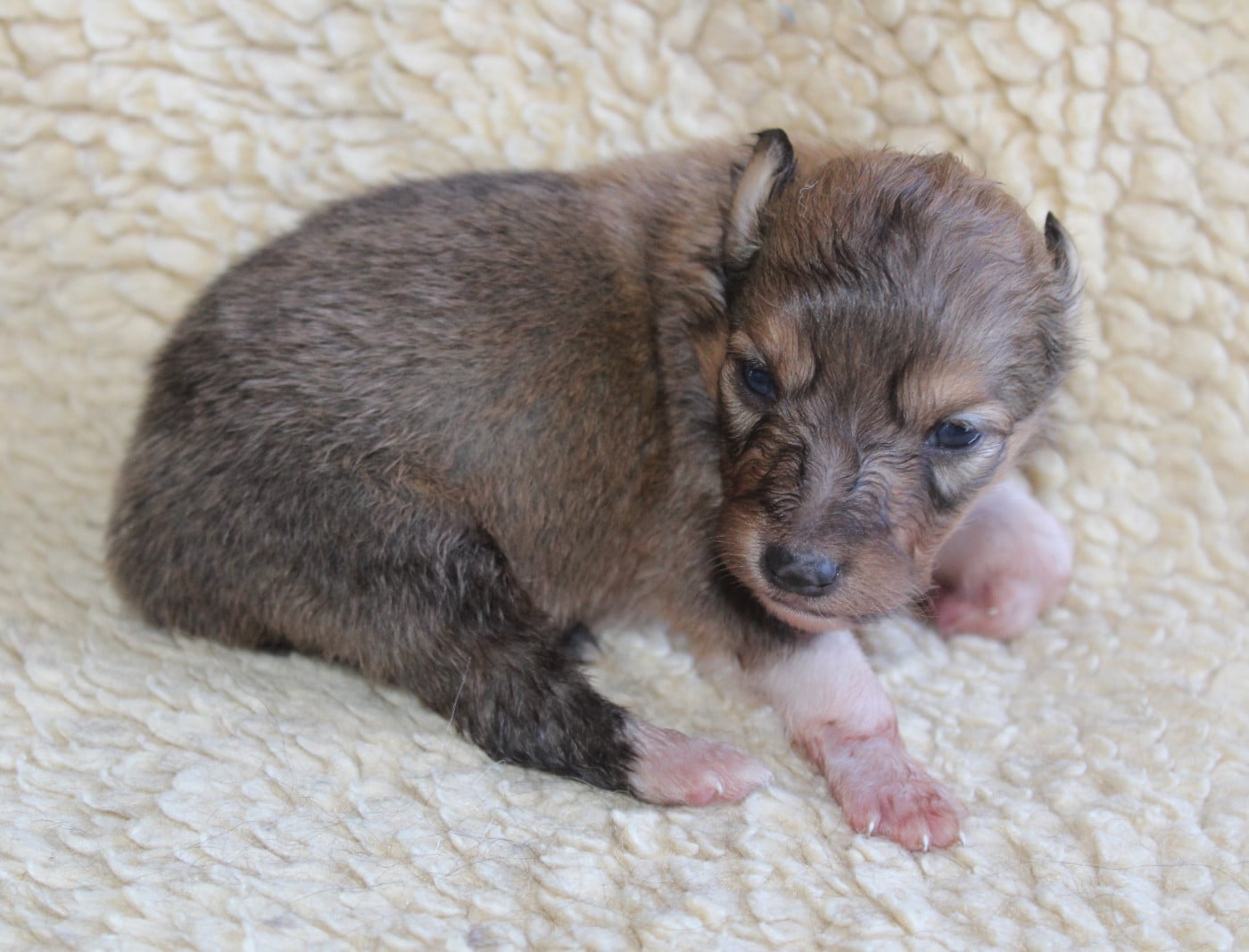 Chiot N°3
