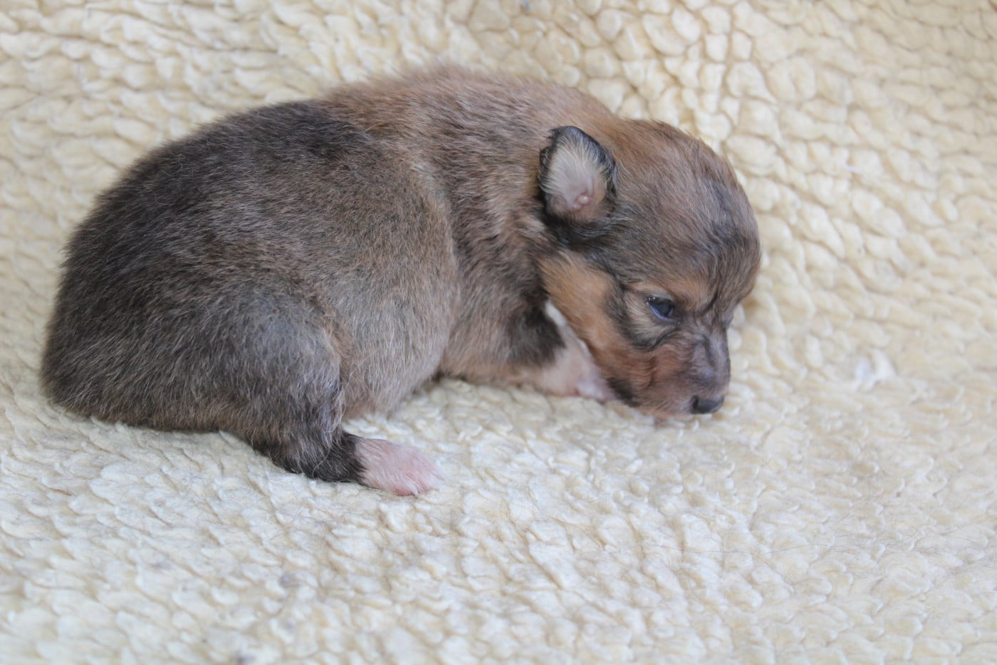 Chiot N°3