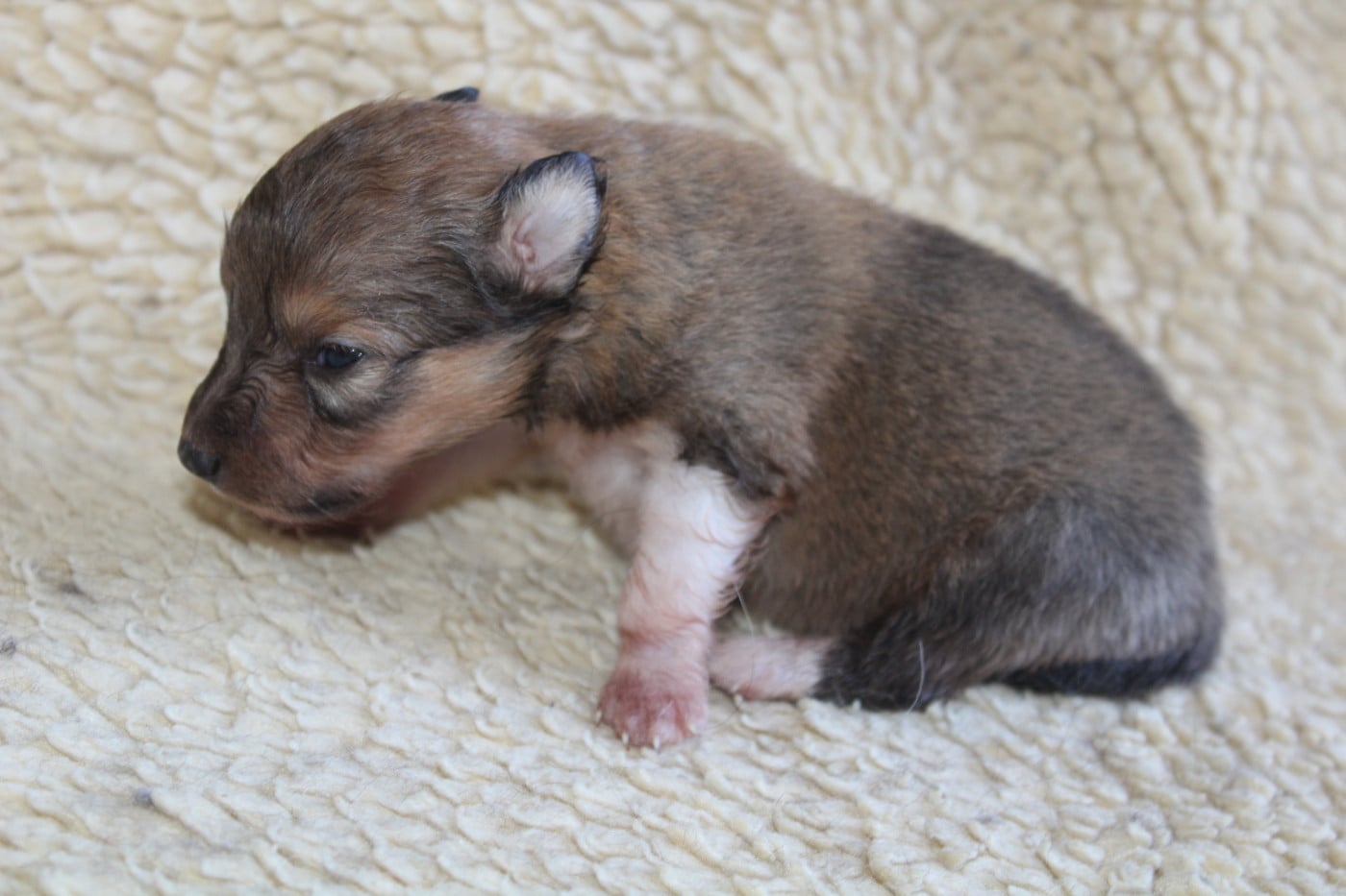 Chiot N°3