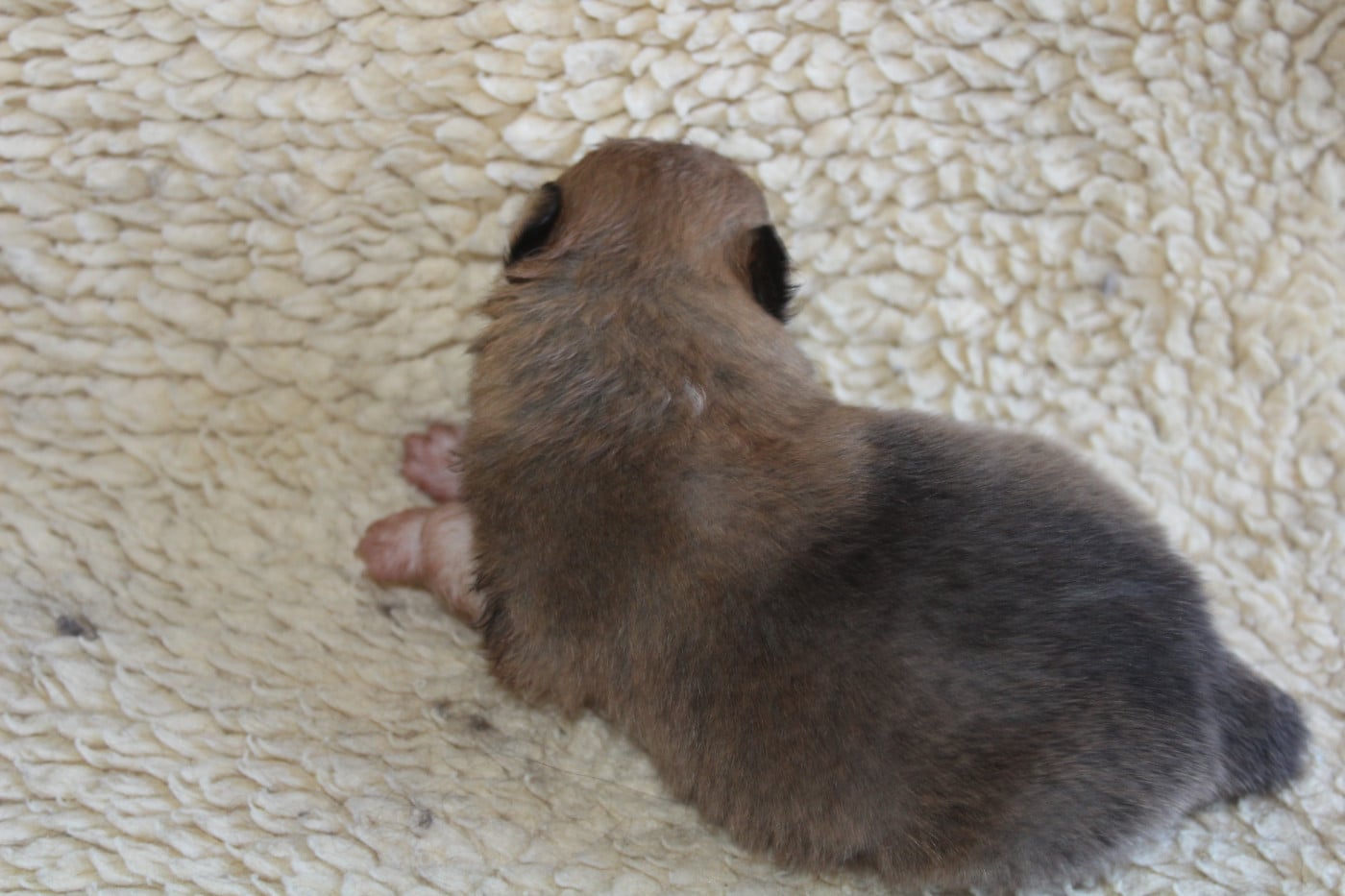Chiot N°3