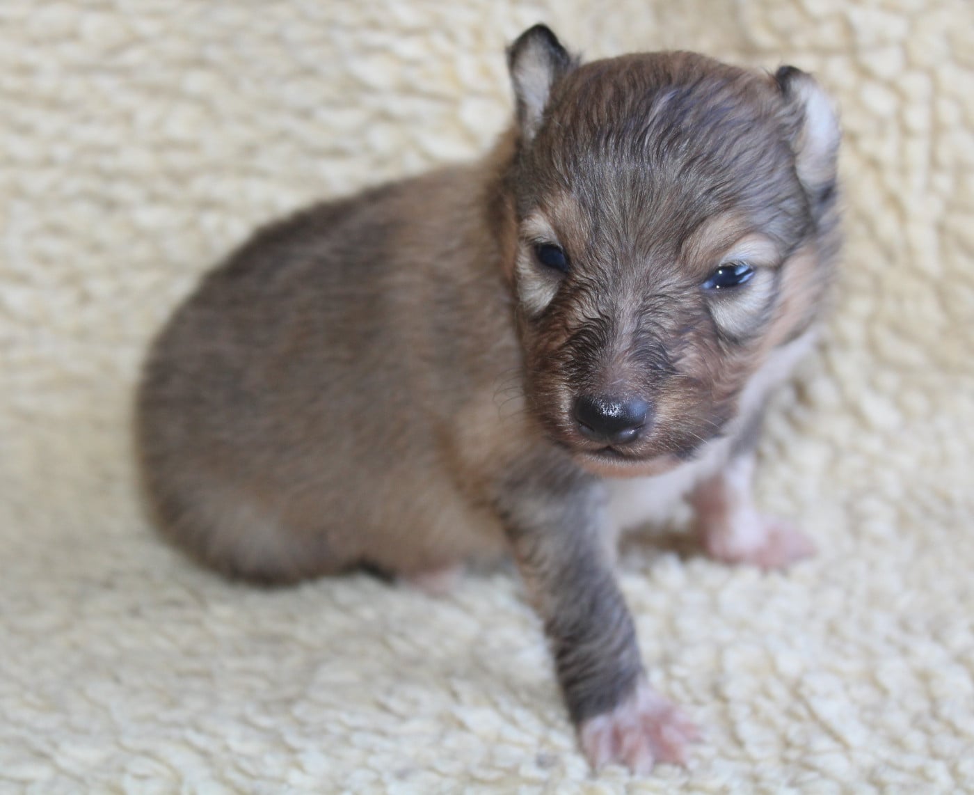 Chiot N°4