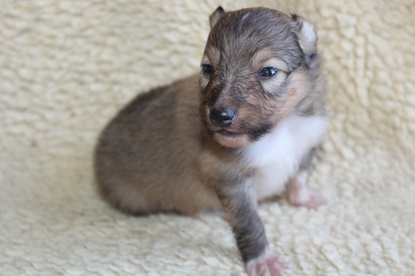 Chiot N°4