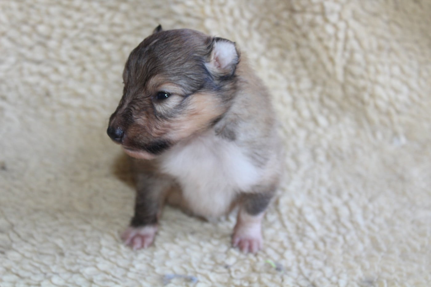 Chiot N°4