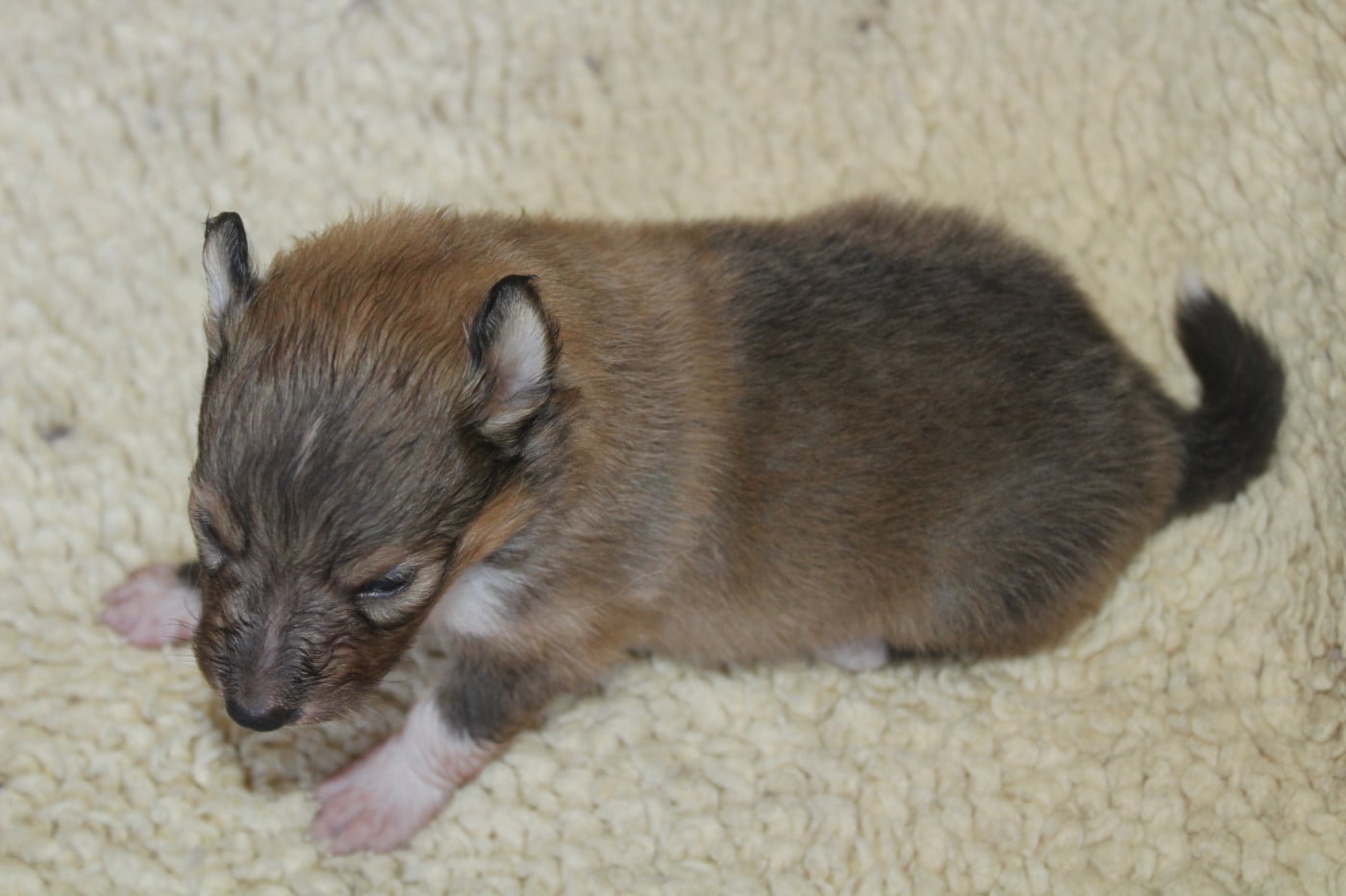 Chiot N°4