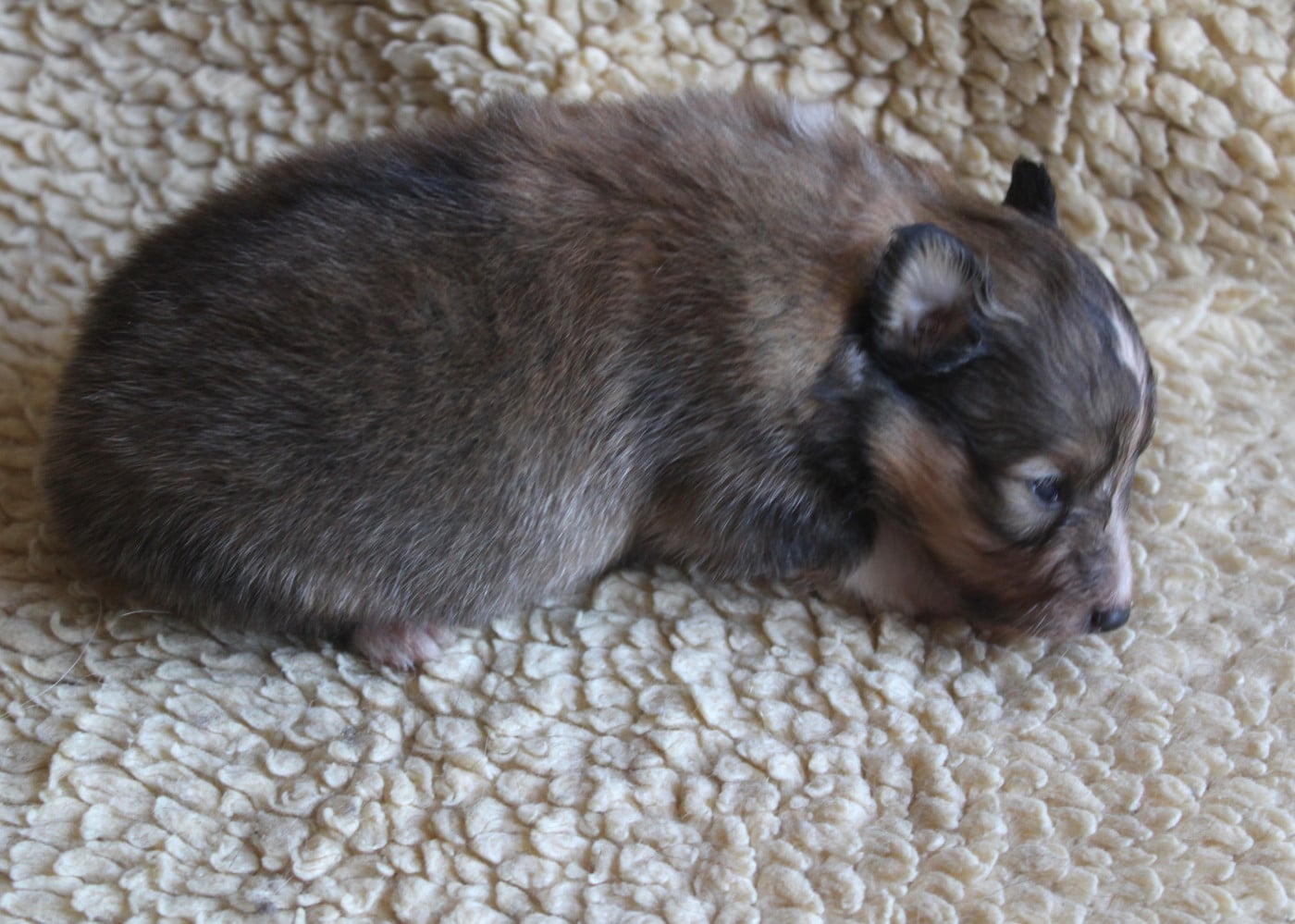 Chiot N°5