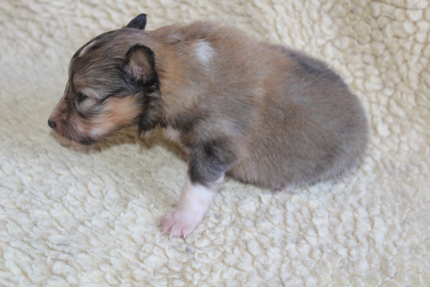 Chiot N°5