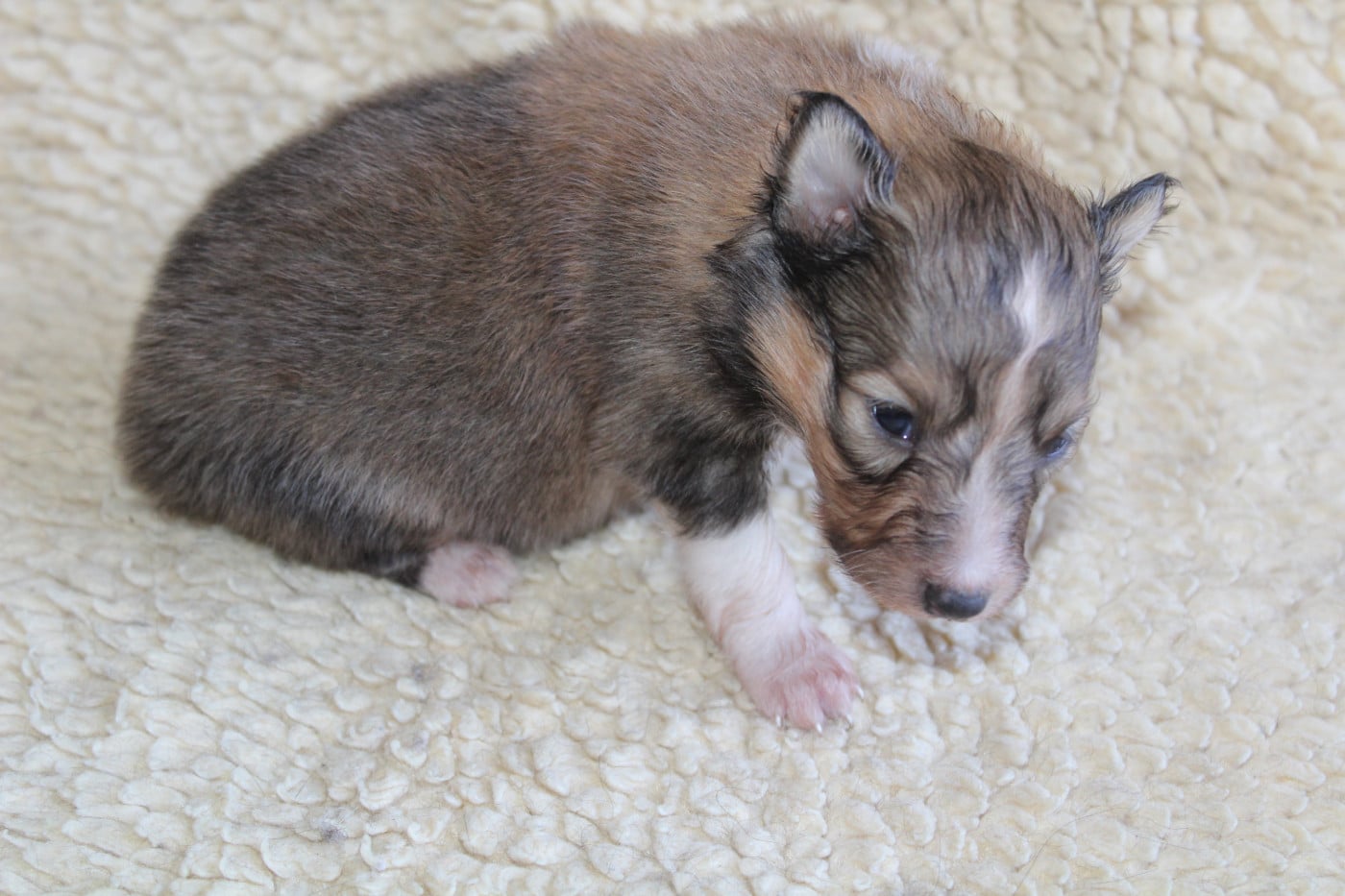 Chiot N°5