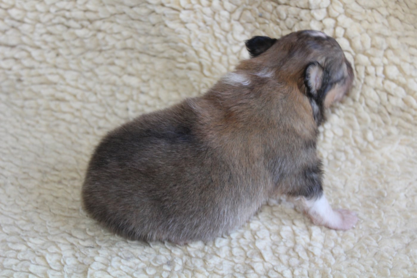 Chiot N°5