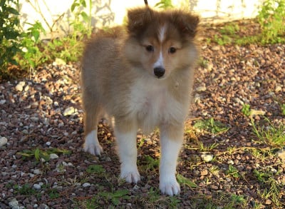 Les chiots de Shetland Sheepdog