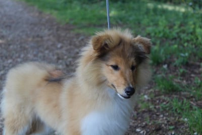 Les chiots de Shetland Sheepdog