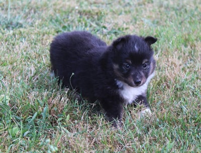 Les chiots de Shetland Sheepdog