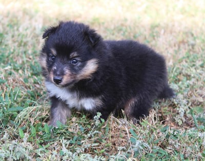 Les chiots de Shetland Sheepdog
