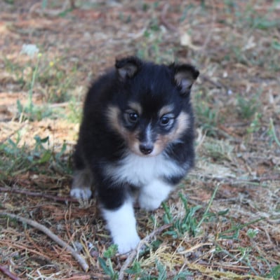 Les chiots de Shetland Sheepdog