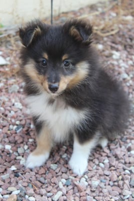 Les chiots de Shetland Sheepdog