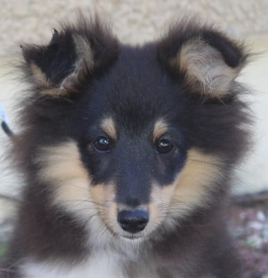 Les chiots de Shetland Sheepdog