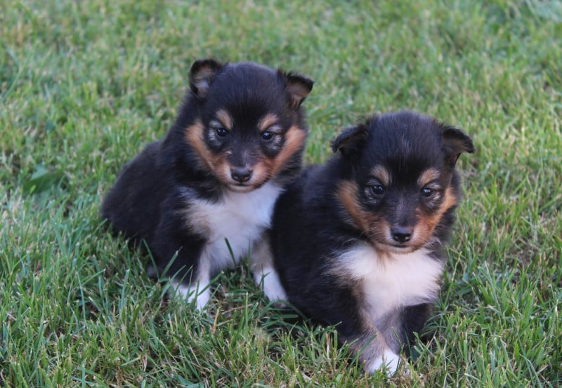 Shetland Sheepdog - du Royaume d'Angélique