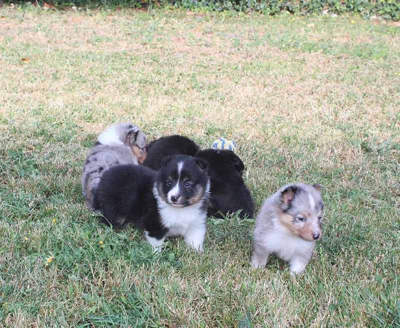 Shetland Sheepdog - du Royaume d'Angélique