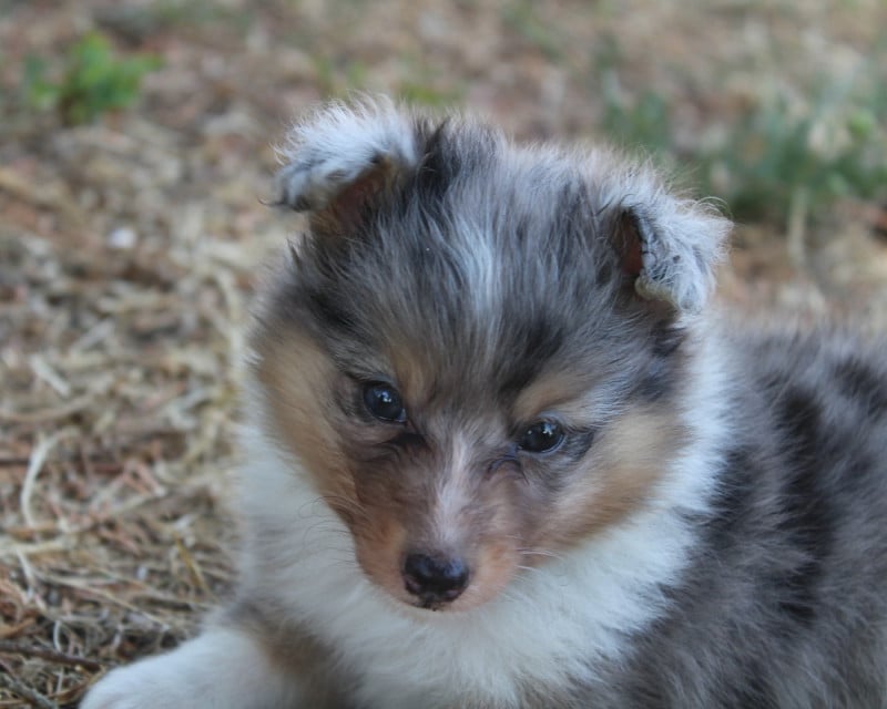 Shetland Sheepdog - du Royaume d'Angélique