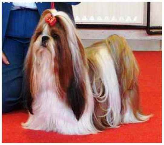 Top model dite topie Du domaine des atlantes - classe ouverte 2ième exc