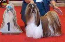 Chanelle de la perle tibetaine - classe élevage 1ère excellente RCAC