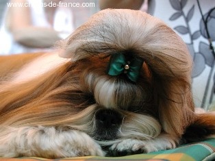 Top model dite topie Du domaine des atlantes - classe ouv 4ième exc