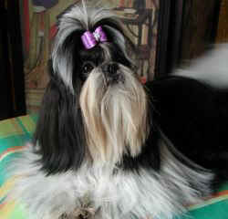 Vayu Du domaine des atlantes - classe jeune 2ième exc