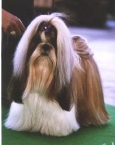 Top model dite topie Du domaine des atlantes - classe ouverte 2ième exc