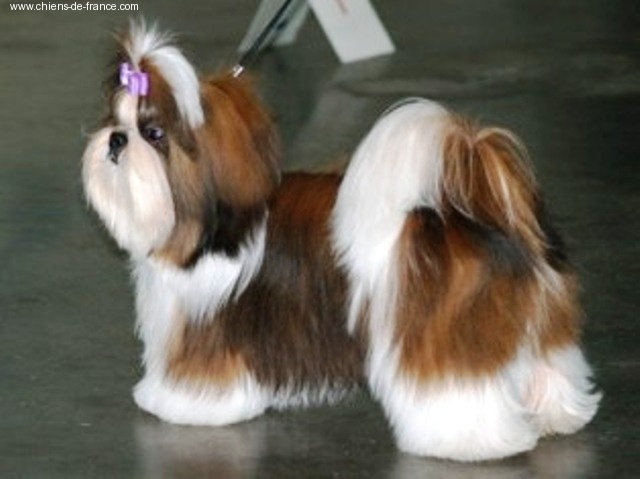 Viken's Du domaine des atlantes - 2ième Trés prometteur classe puppy