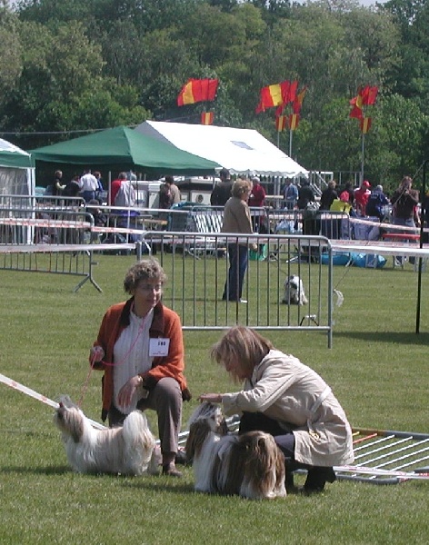 Flower de la perle tibetaine - CACS et meilleur de race