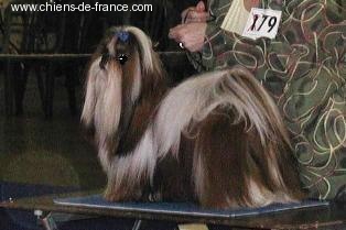 Viken's Du domaine des atlantes - 1er excellent classe jeune mâle