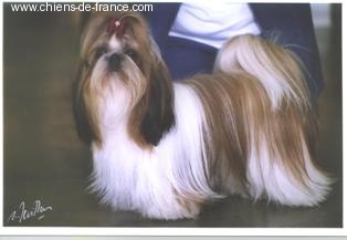 Dynamit'love la perle tibétaine de la perle tibetaine - classe jeune 1ère exc