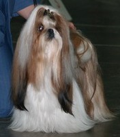 Top model dite topie Du domaine des atlantes - classe ouverte 1ère exc