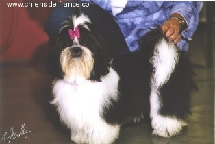 Vayu Du domaine des atlantes - 1ère Très Prometteur meilleur puppy