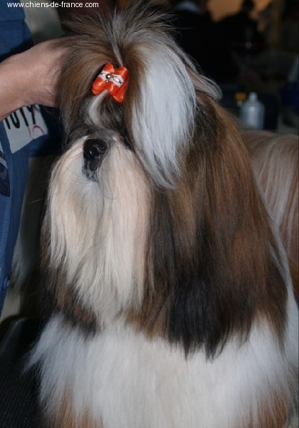 Viken's Du domaine des atlantes - 3ième exc classe jeune