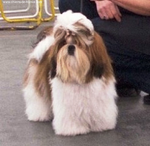 Top model dite topie Du domaine des atlantes - classe débutant 1ère exc; meileure débutante