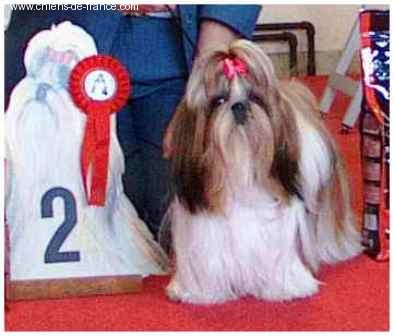 Dynamit'love la perle tibétaine de la perle tibetaine - classe jeune 2ième exc